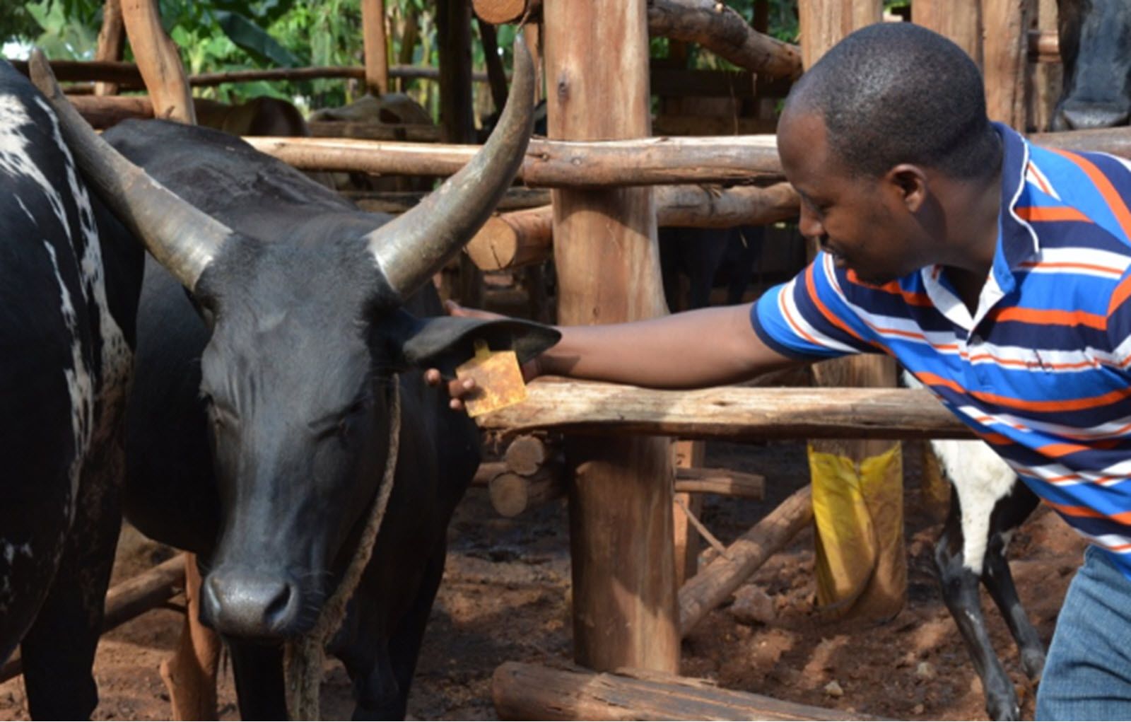 Ugandan Agri-Tech Jaguza Develops AI Chatbot To Provide Digital Assistant Services To Farmers