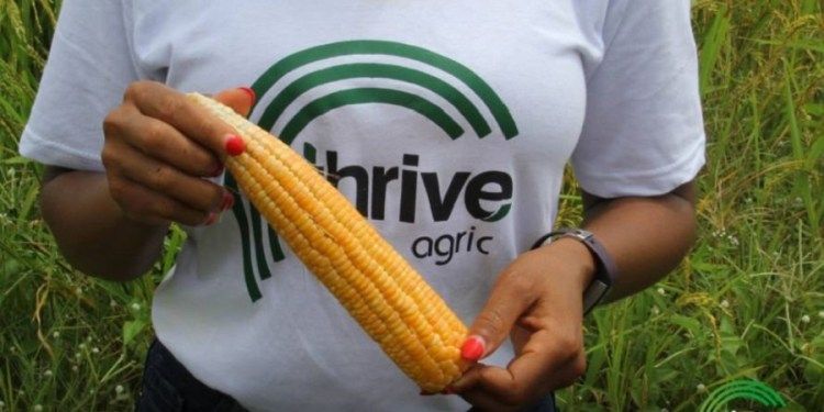Nigerian Agric-tech startup, Thrive Agric receives $1.5 million grant to boost incomes of 50,000 farmers