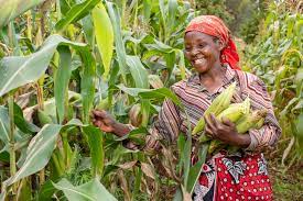 Kenya’s Apollo Agriculture secures $1m debt funding from ABC Fund