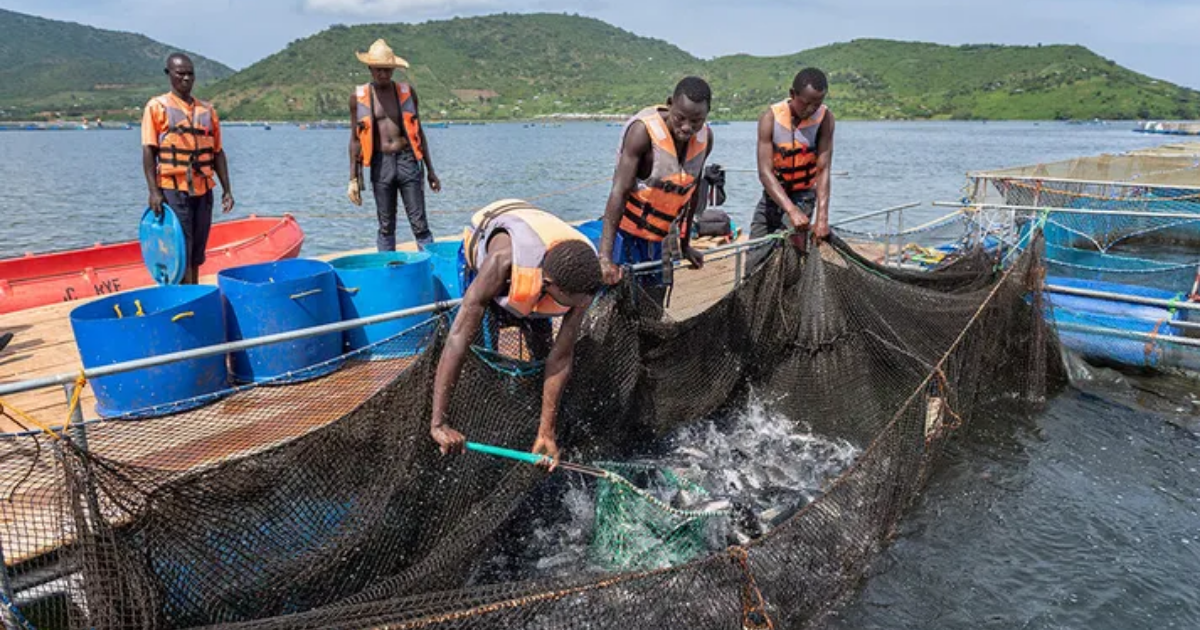 Kenya’s aquaculture startup, Victory Farms raises $5M to expand into three new markets in Africa