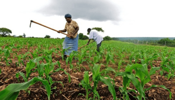 Nigerian Agri-tech startups can apply for $3m COVID-19 Food Security Challenge